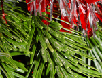 Cómo reutilizar el árbol de Navidad