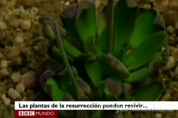 Las plantas que resucitan