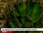 Las plantas que resucitan