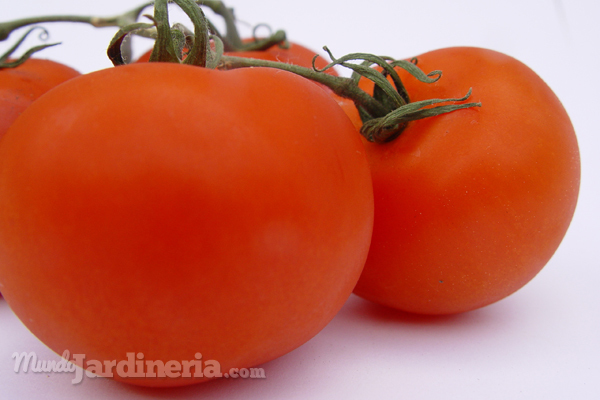 ¿Qué hortalizas se pueden plantar en febrero?