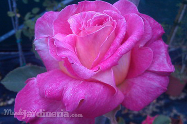 Cómo cuidar un rosal en invierno