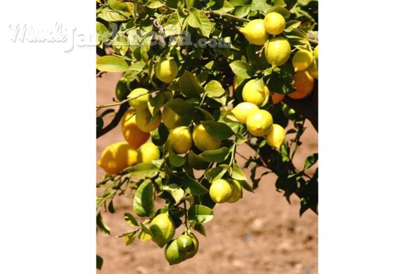 Cómo cuidar tu limonero en invierno