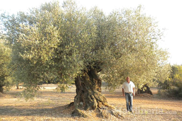 Cómo cuidar un olivo en invierno