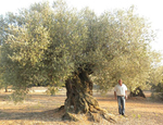 Cómo cuidar un olivo en invierno