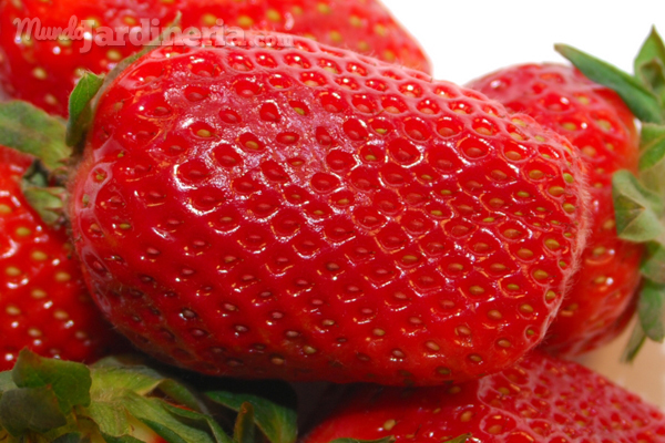 La fresa, uno de los mejores remedios contra el colesterol o el reúma