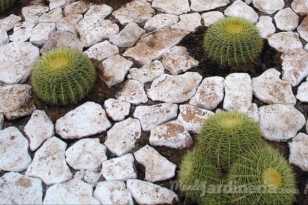 Cómo cuidar un cactus en invierno