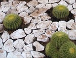 Cómo cuidar un cactus en invierno