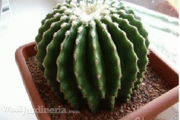 Cómo trasplantar un cactus pequeño