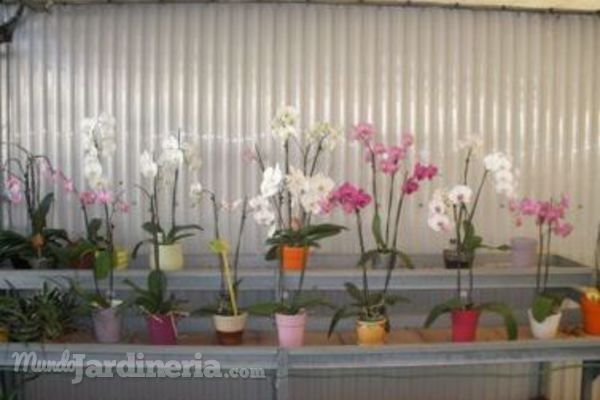 Cómo cuidar las orquídeas
