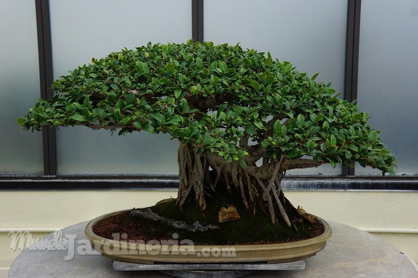Cuidados básicos de los bonsáis