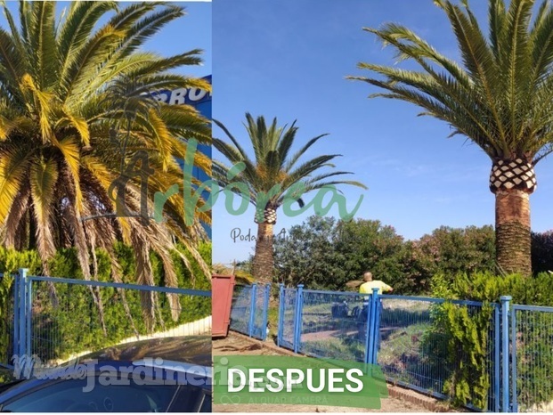 Poda de palmera en Córdoba