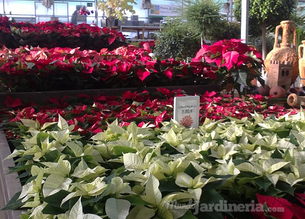 Poinsetias variadas