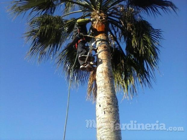 Poda de palmeras