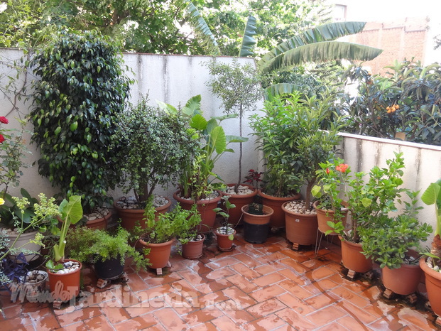 Riego por goteo para plantas de terraza