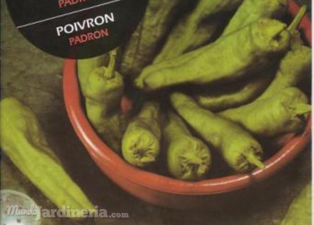 pimiento-de-padron