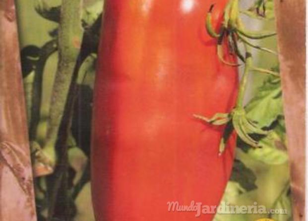 tomate-andine-cornue