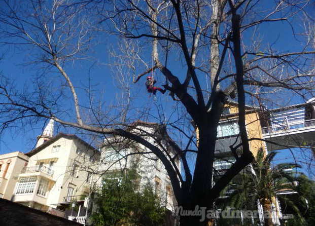 PODA ÁRBOL CENTENARIO