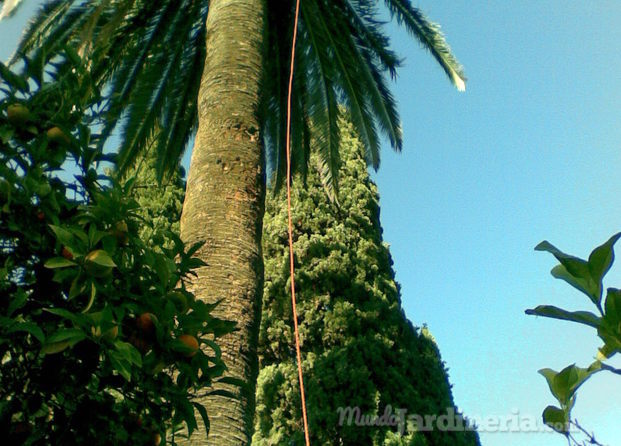 PODA PALMERA Y NIDO DE COTORRAS