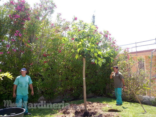 Plantando morera