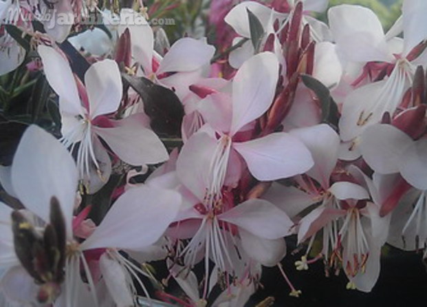 Gaura