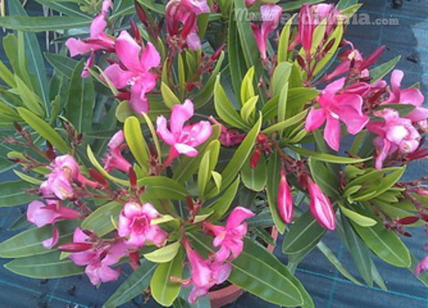 Nerium oleander, adelfa