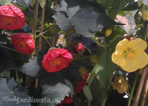 Abutilon