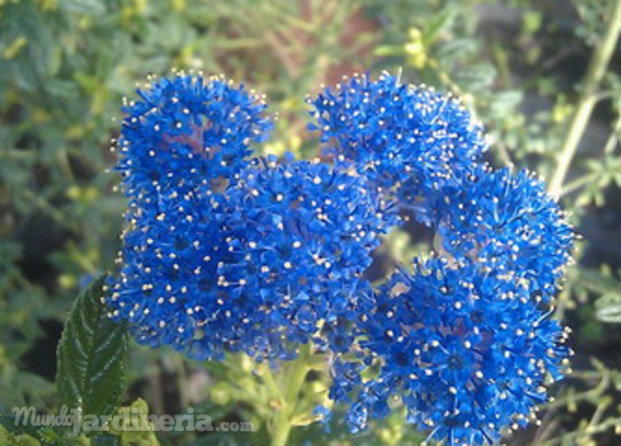 Ceanothus, ceanoto.