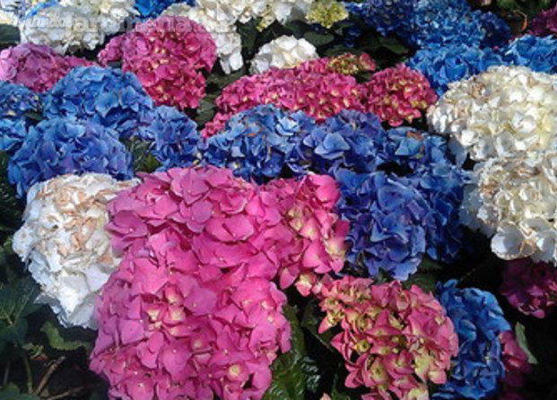 Hydrangea, hortensia