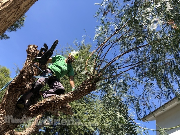 Poda de altura,… falso pimentero que invadía la casa