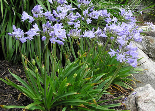 agapanthus africanus