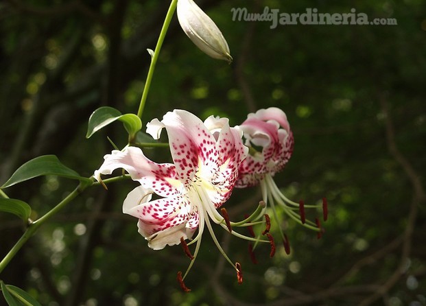 Lilium_speciosum