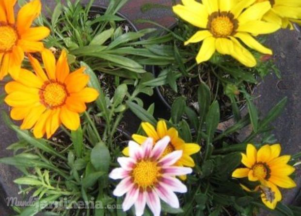 Gazania