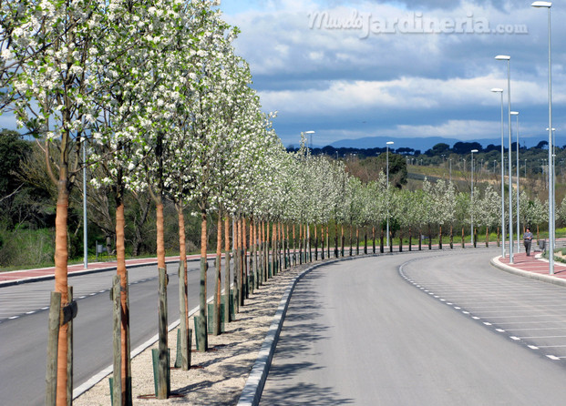 Plantación arbolado