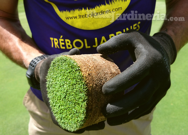 Trébol Jardines Césped máxima calidad en raices green