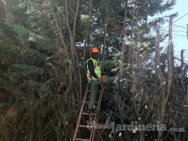 Trabajos de poda de setos.jpg