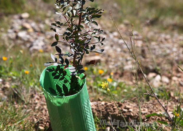 Planta autóctona