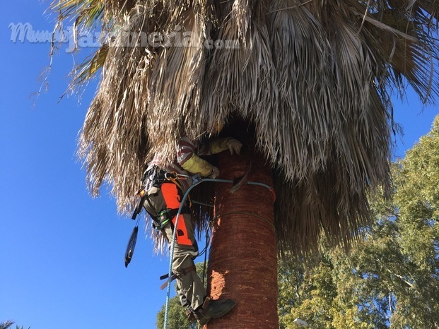 Poda de palmera y tala 