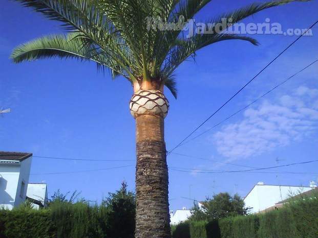 Palmera