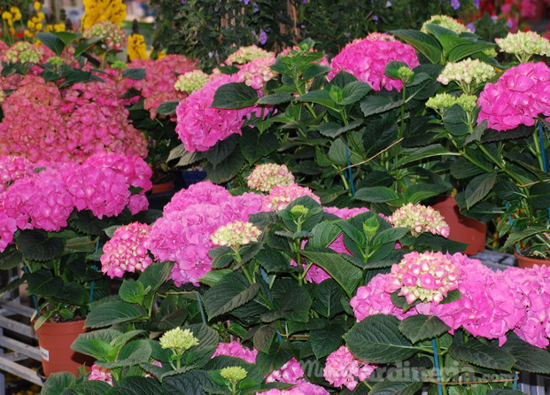 Hortensias