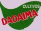 Dadaima