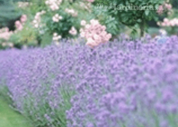 Jardinería