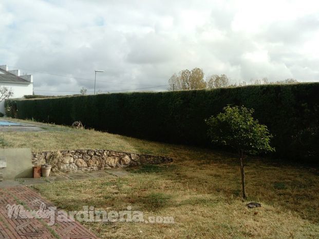 Perfilado de seto en Aranda de Duero