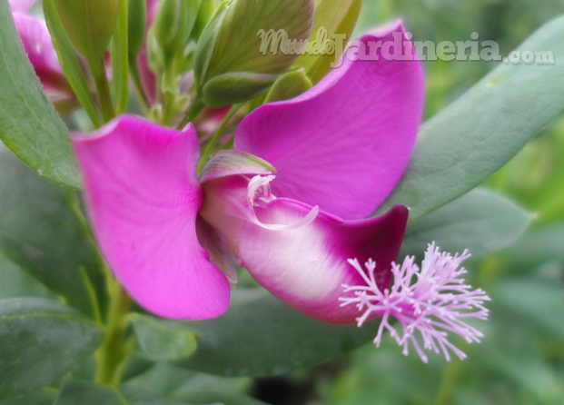 Flor de Polygala myrtifolia