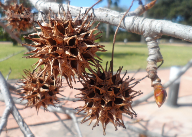 Fruto de Liquidambar styraciflua