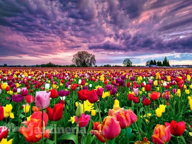 14.05.01 tulip-fields-8770-9109-hd-wallpapers.jpg