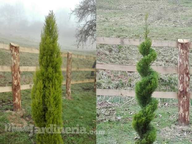 Ejemplo de poda ANTES y DESPUES!