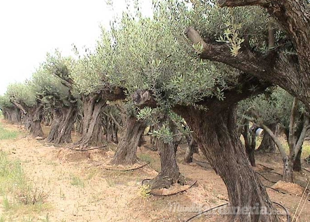 Venta Olivos