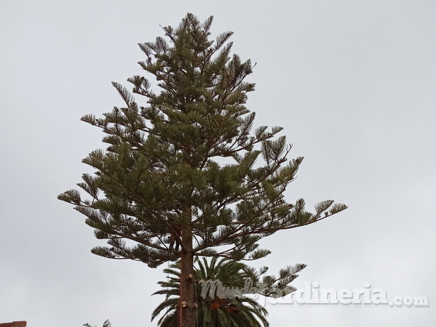 TALA DE ARAUCARIA 1.jpg