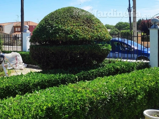 Poda arbustos Hecoesfera.jpg