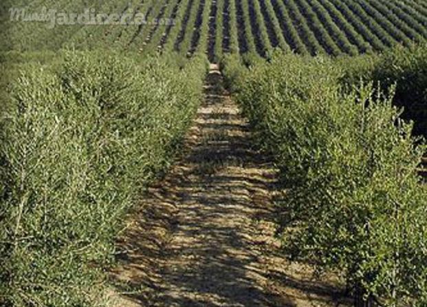 Plantaciones en seco